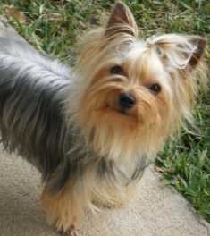 yorkie